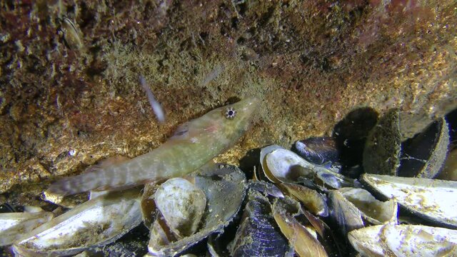 Funny fish Connemarra clingfish (Lepadogaster candolii) on the stone.