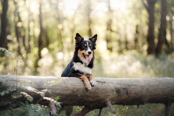 the dog looks out. Curious pet. funny Border Collie outdoors
