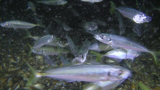 A flock of commercial fish horse mackerel (Trachurus trachurus) eats small crustaceans.