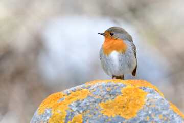 European robin