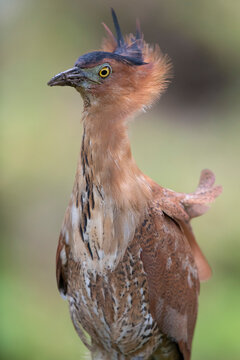 Malayan night heron