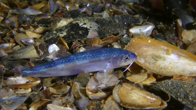The initial growth stage bottom fish Red mullet (Mullus barbatus) spends in the water column, and has other colors ..