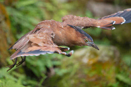 Malayan night heron fly