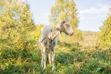 Small portrait of a goat. Goat in the pastureThe goat is grazing in the meadow. 