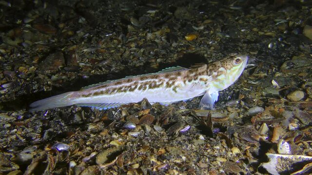 The poisonous fish Greater weever (Trachinus draco) leaves the frame.