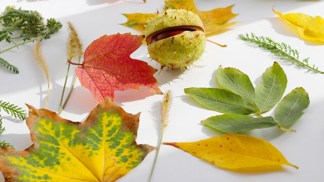 Maple leaf, chestnut on a white background. Autumn composition. Background for text.