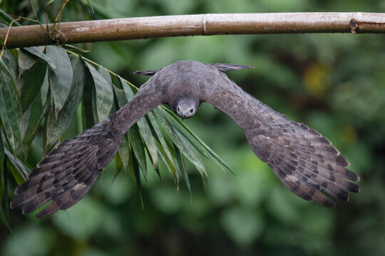 Buzzard bird fly in hte forest