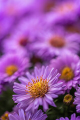 Obraz premium Nahaufnahme von lila Blumen, Astern 