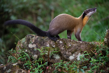 Marten The Forest  