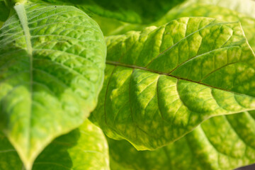 Green leaves of tobacco on a bush in the field.
