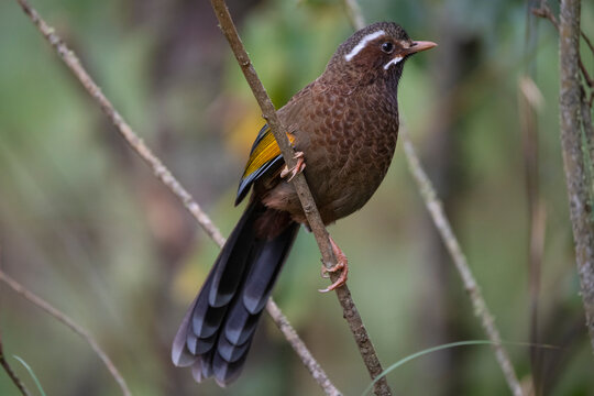 Endemic bird of Taiwan
