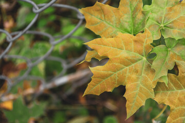 Yellow maple leaves in autumn