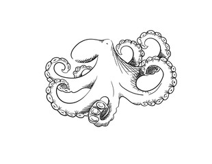 Octopus in sketch style. Hand drawn design. Vector illustration
