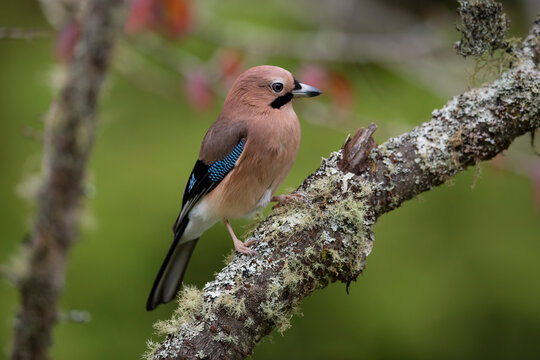 Taiwan Jay bird on a tree branch