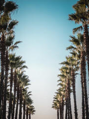 Palms frame in vintage retro toned with copy space in center. Beautiful pattern of palm trees on...