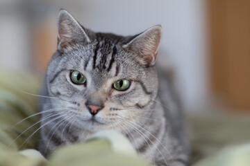 じっと見る猫　サバトラ猫