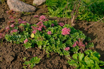 Rhodiola rosea flower in a flower bed