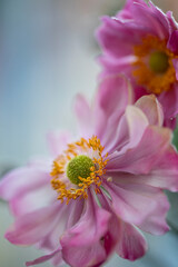 Nahaufnahme von bunten Blumenk&ouml;pfen