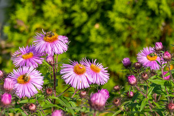 Obraz premium Autumn pink asters are the last flowers of fall. Numerous bees collect nectar