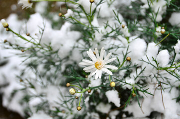 White daisy under snow in winter.