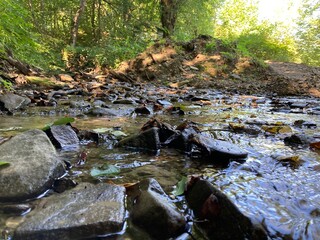 stream in the forest