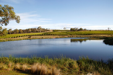 Fototapeta na wymiar Vineyard on the East Coast Wine Trail on the Tasman Highway in Tasmania - Australia