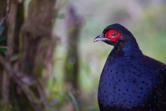 Mikado pheasant in the forest