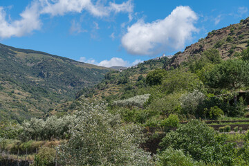 Fototapeta na wymiar vegetation of trees and shrubs in the mountains