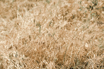 golden wheat field