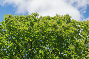 Centennial chestnut with green leaves in the mountains