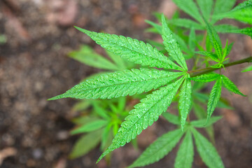herbal cannabis closeup with copyspace