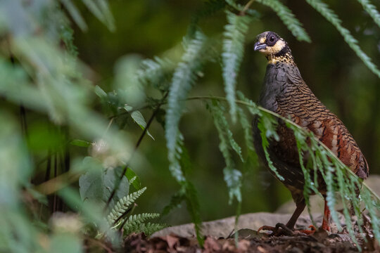 Taiwan partridge in the forest