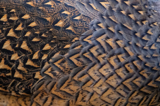Close Up Of Pheasants Plumage