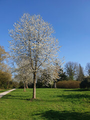 Obraz premium Parco pubblico Essen Ruhrgebiet