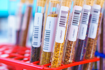Research Analyzing Agricultural Grains And seeds In The Laboratory