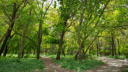 A Picturesque Corner in One of the Parks of the City of Odessa. A Variety of Green Shades Graced the Surrounding Picture