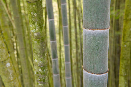 Close up of bamboo