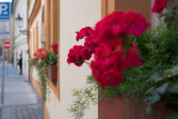 Flowers on the windowsills of a house in the old district of Prague