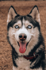 siberian husky dog