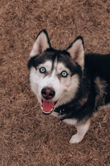 siberian husky dog