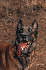 portrait of shepherd