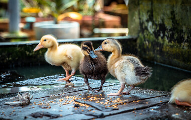Ducklings