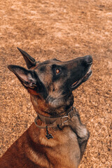 portrait of a shepherd