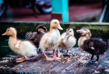 Ducklings on a pond