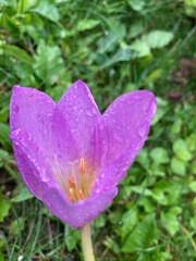 Obraz premium flowers, garden, spring