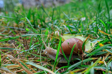 Snail crawling among the grass