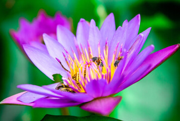 Purple Flower with Bees