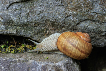 Snail crawls over the stones of the fortress