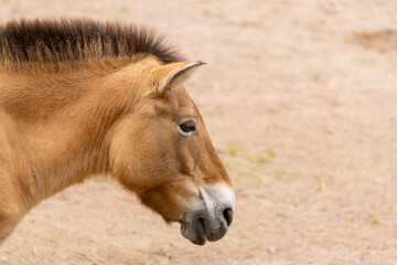 Obraz premium Przewalski's horse.