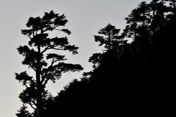 Silhoutte of pine trees
